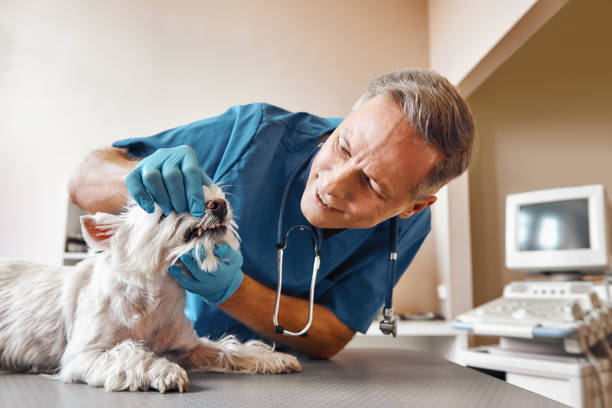 Best Emergency Root Canal Treatment in Wallingford Center, CT